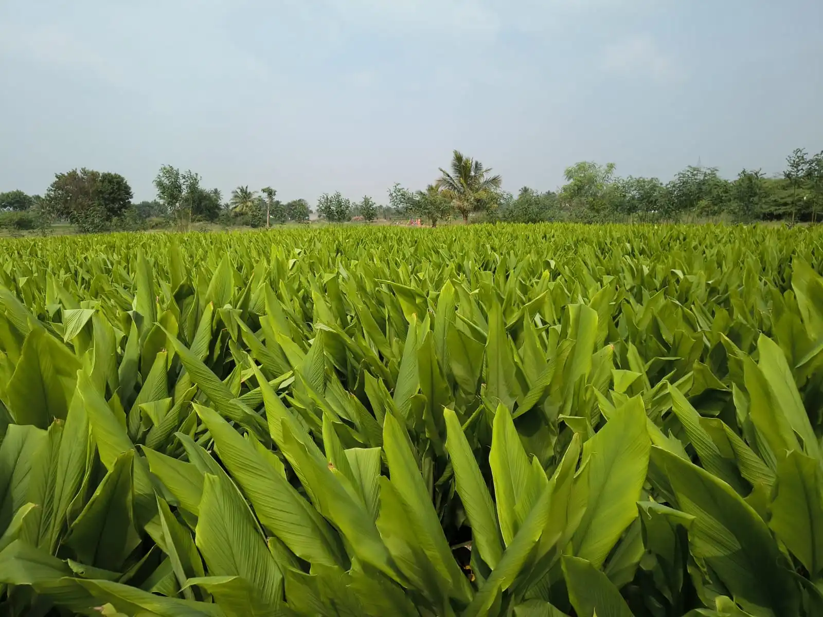 Turmeric Yield Improvement
