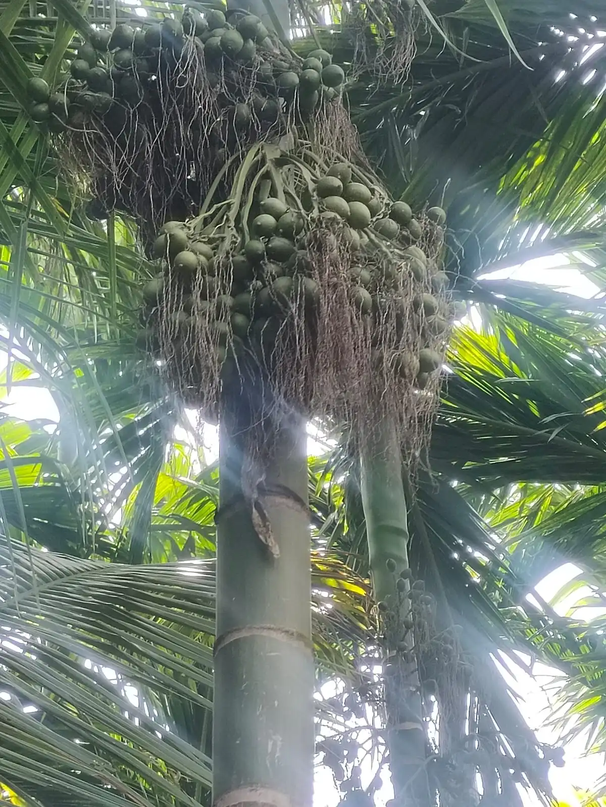 Arecanut Farm Management