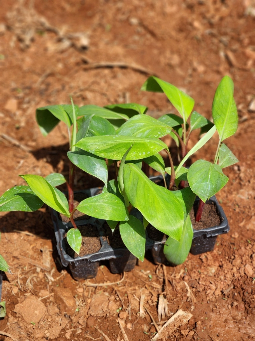 Tissue Culture Red Banana