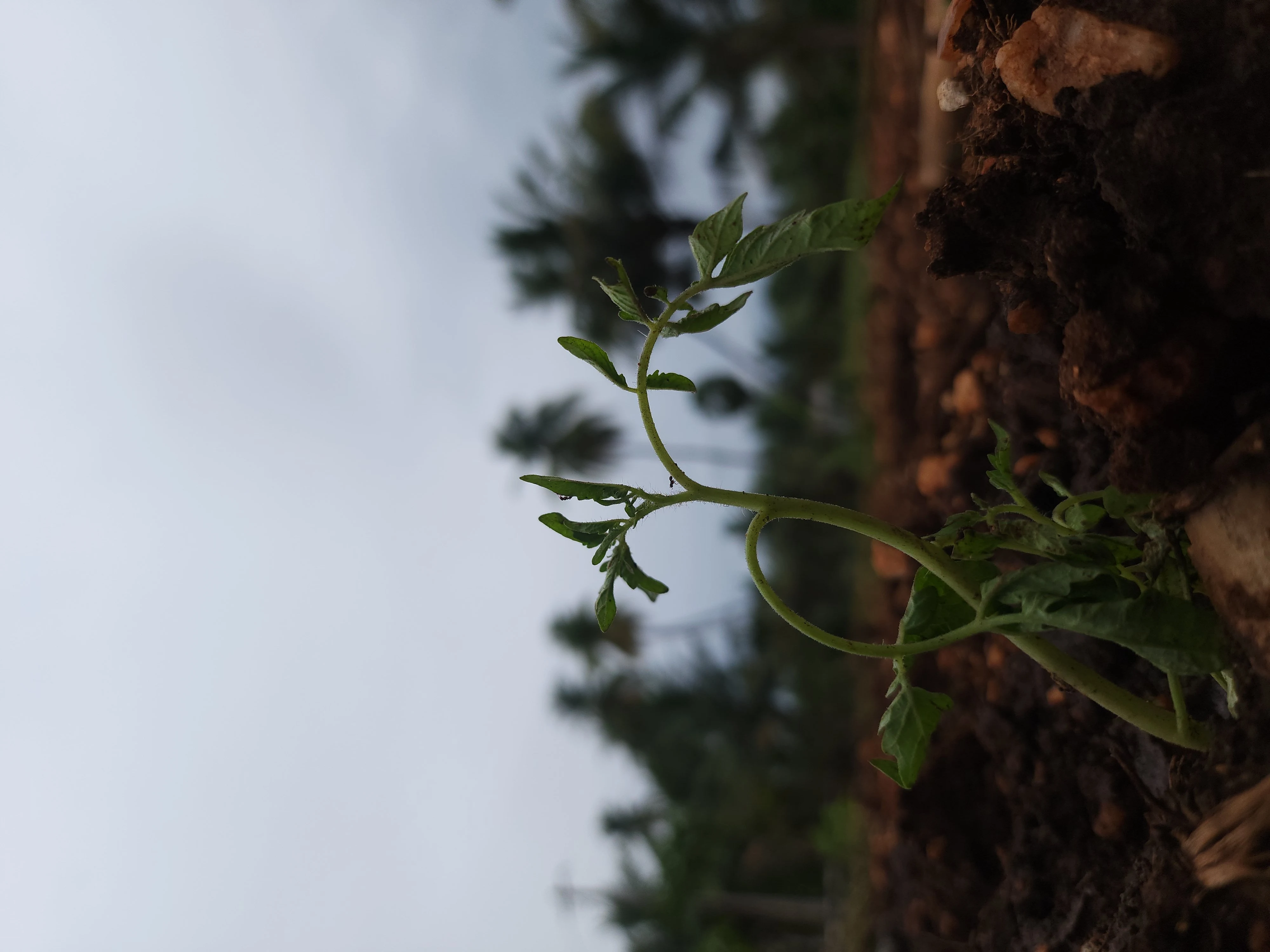Hi-Tech Agro Erode Field