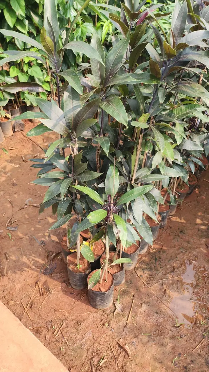 Close up of coconut sapling leaves