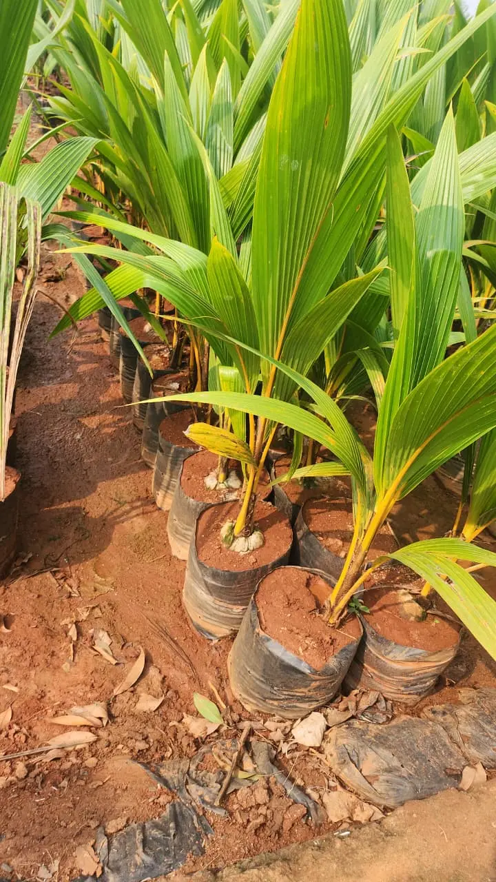 Arecanut saplings ready for planting