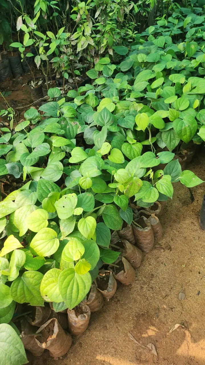 Nursery worker inspecting plant health