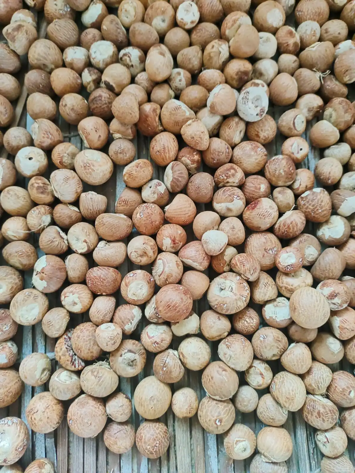 Dried areca nut before and after peeling comparison