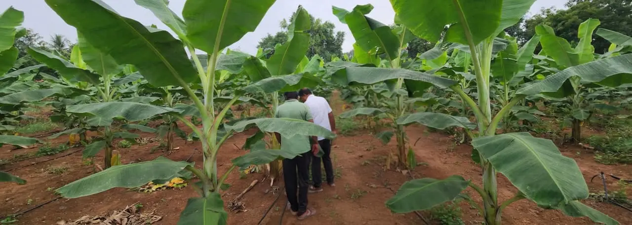 Agronomist checking plant leaves